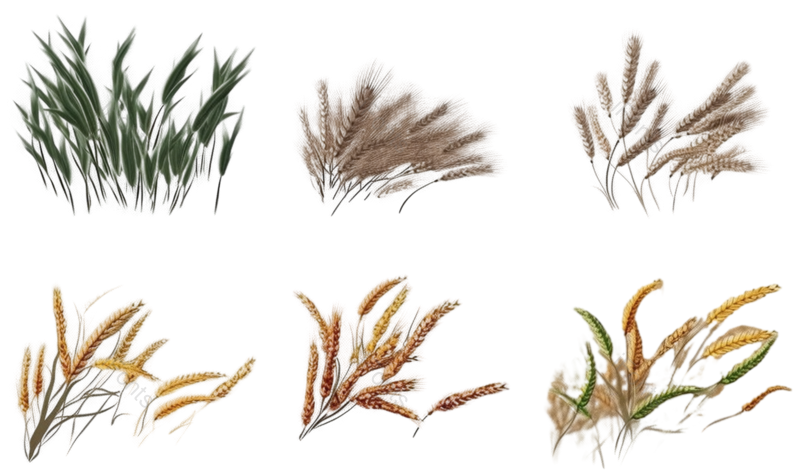 芒种图片,麦子元素,麦穗PNG,谷物免抠素材